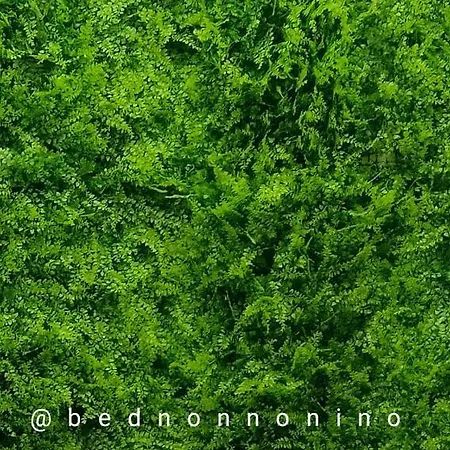 Bed Nonnonino Bed & Breakfast Porto Cesareo